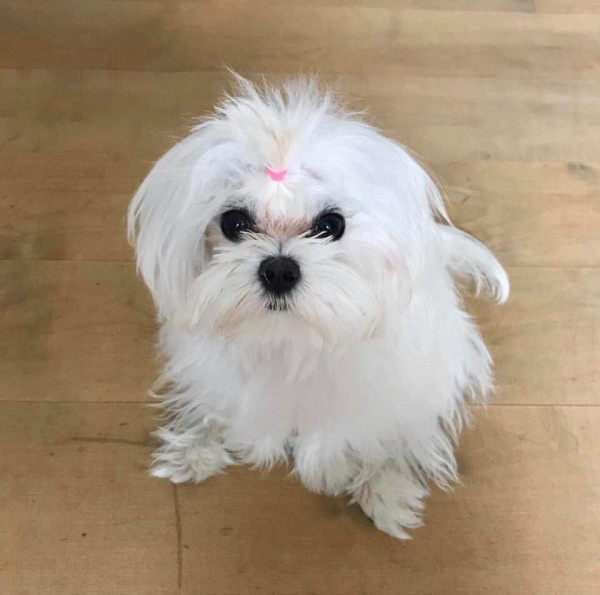 Puppy