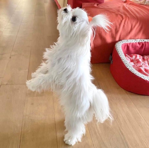 Puppy