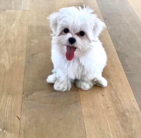 Puppy